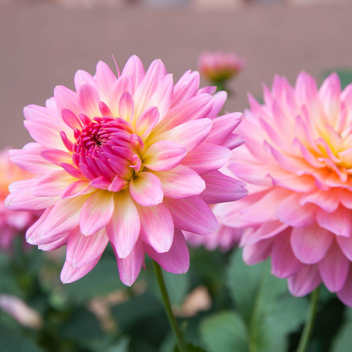 Dahlia Gerrie Hoek