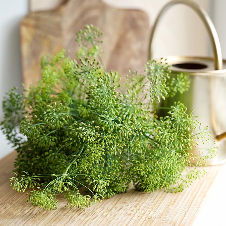 Bouquet Dill