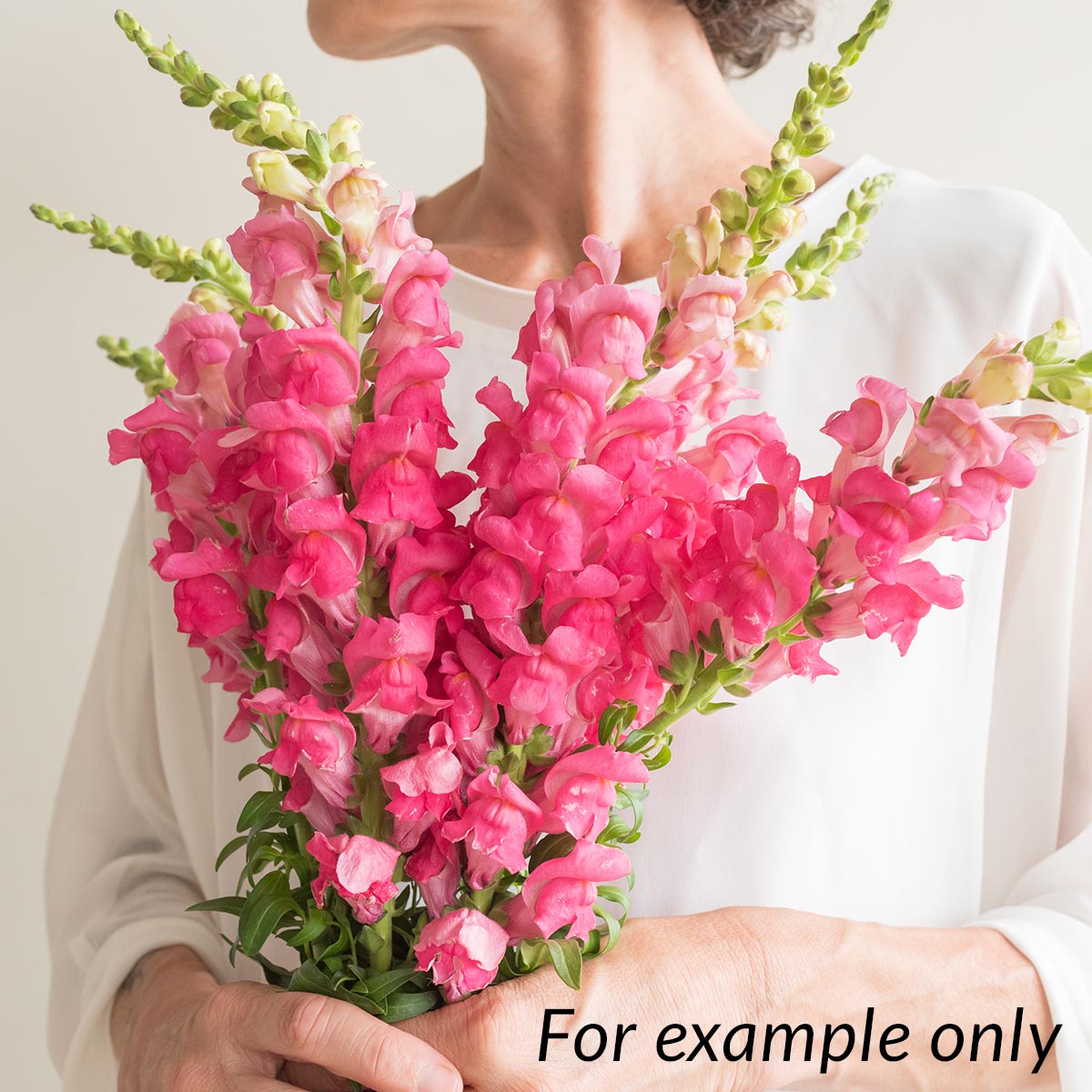 Snapdragons Cherry Rose