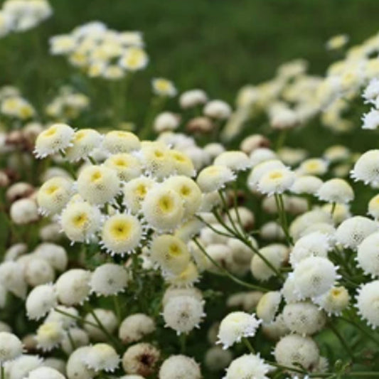Feverfew: Virgo
