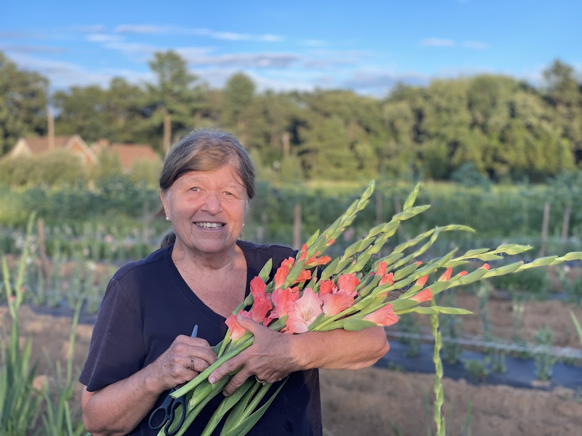 Pink Summer Gladiolus
