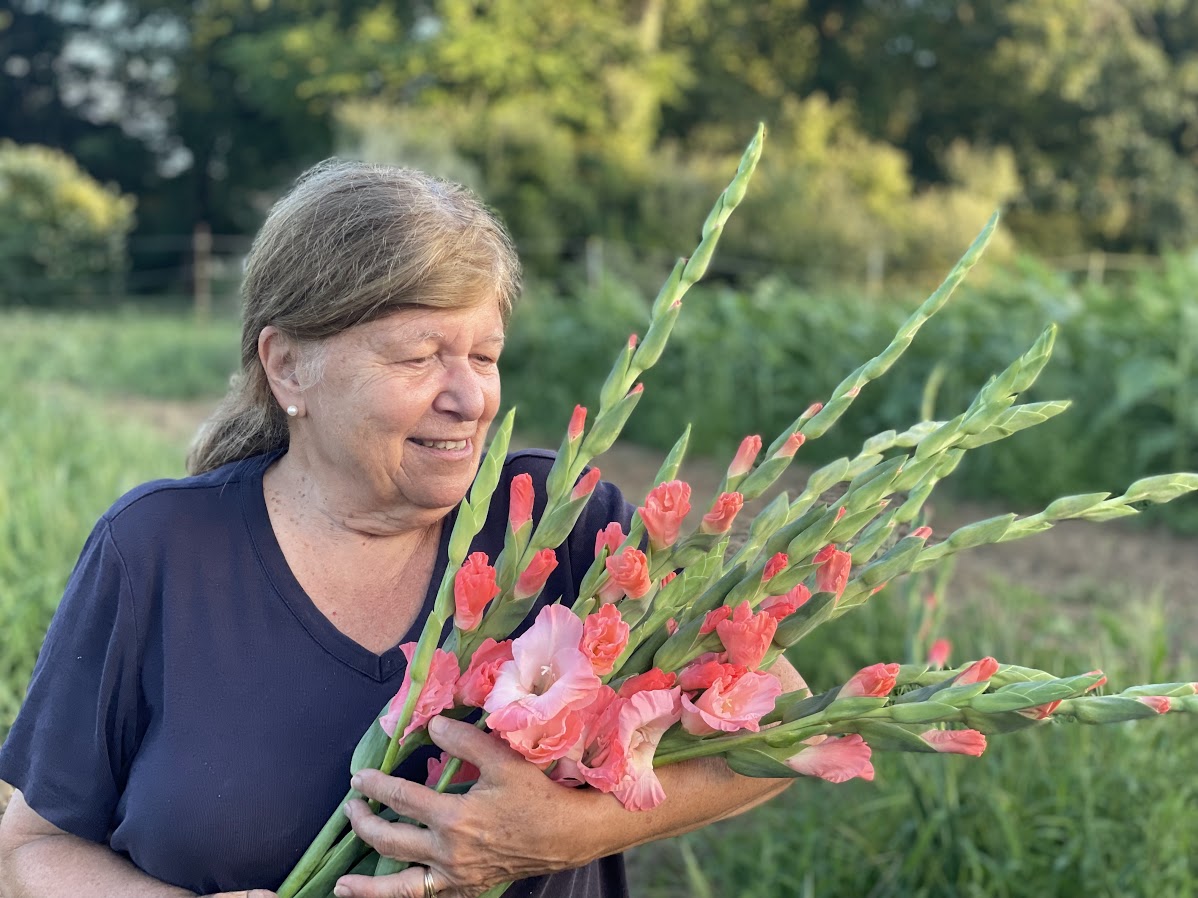 Pink Summer Gladiolus