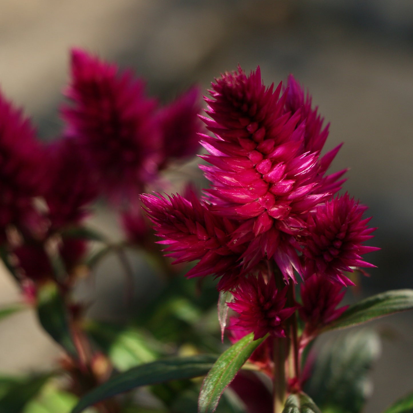 Celosia - Pampus Plume