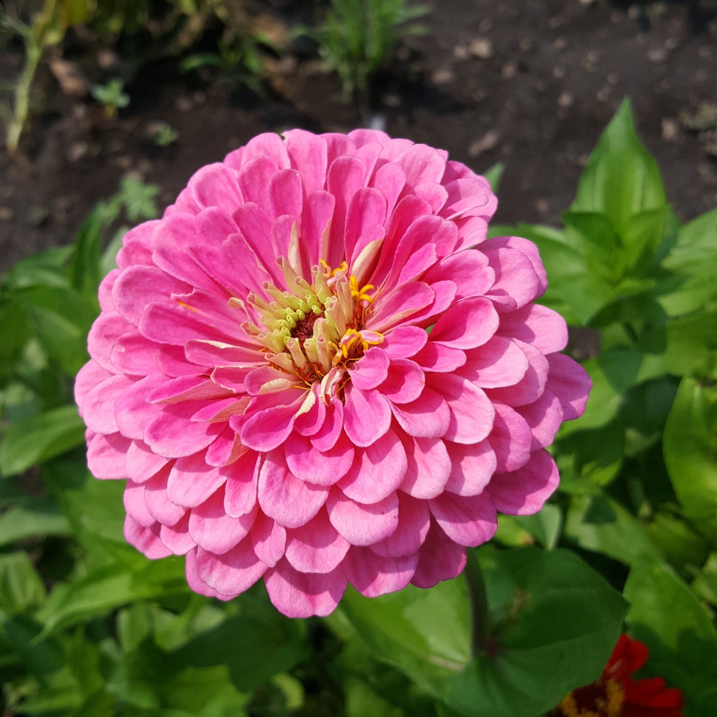Zinnia - Bright Pink