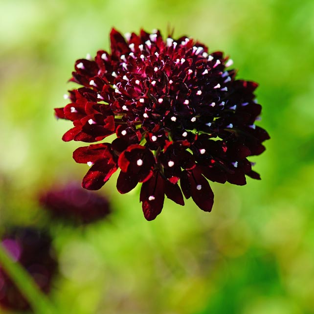 Scabiosa: Black Beauty