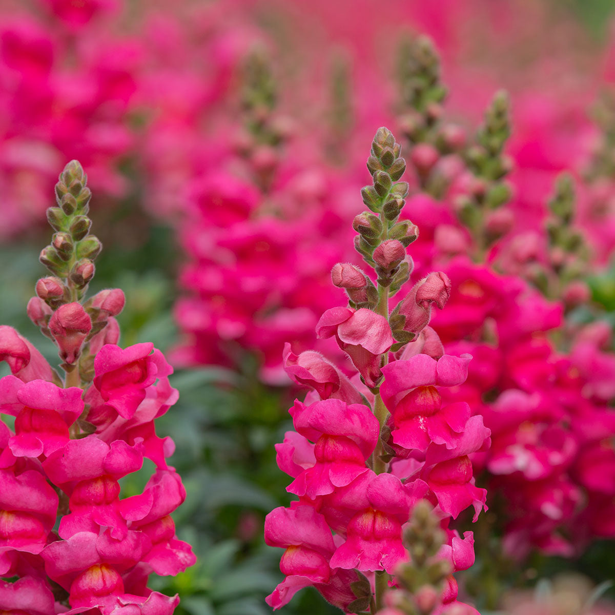 Snapdragons Cherry Rose