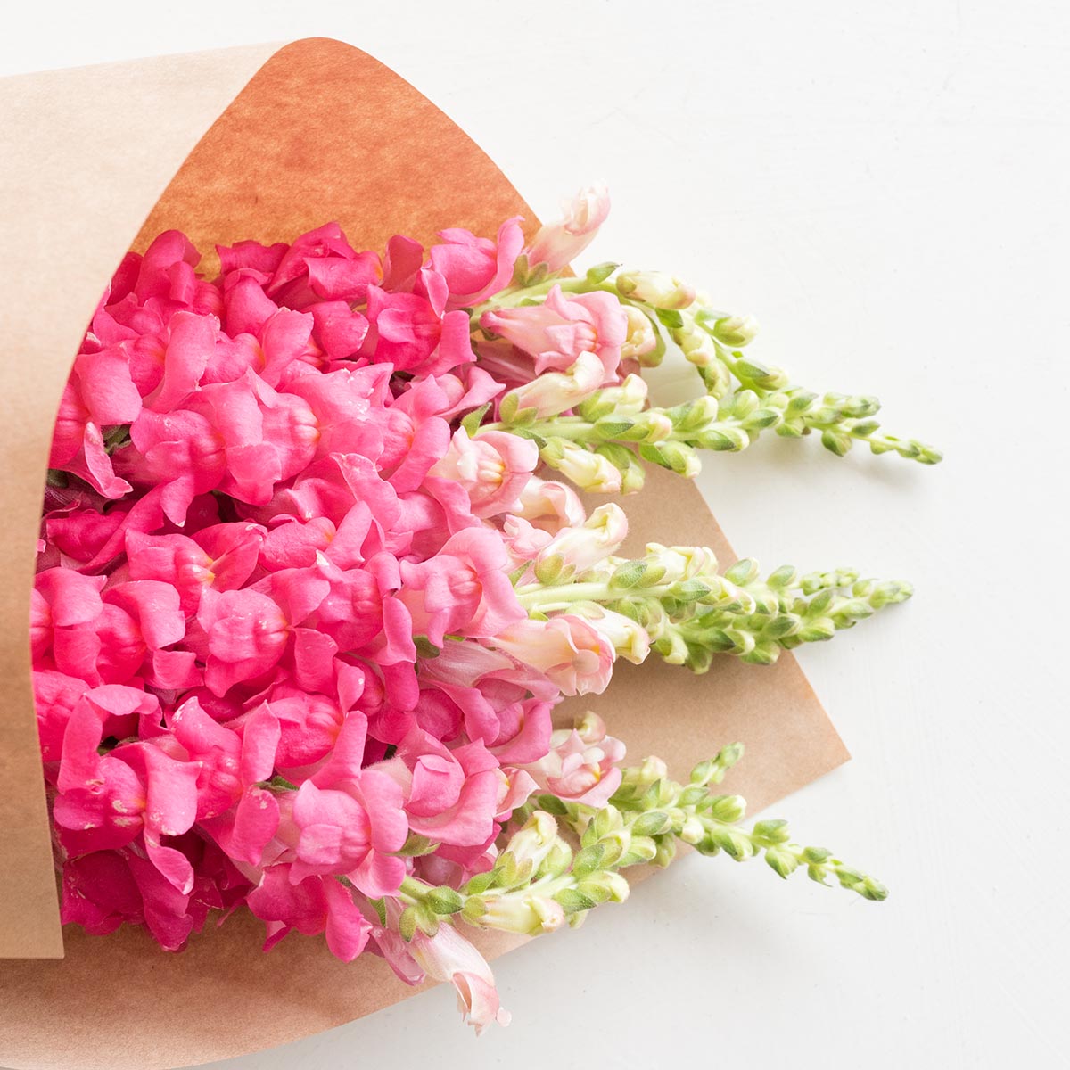 Snapdragons Pink