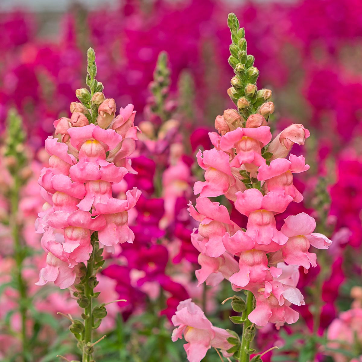 Snapdragons Pink