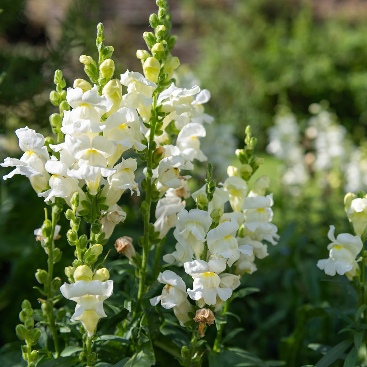 Snapdragon White