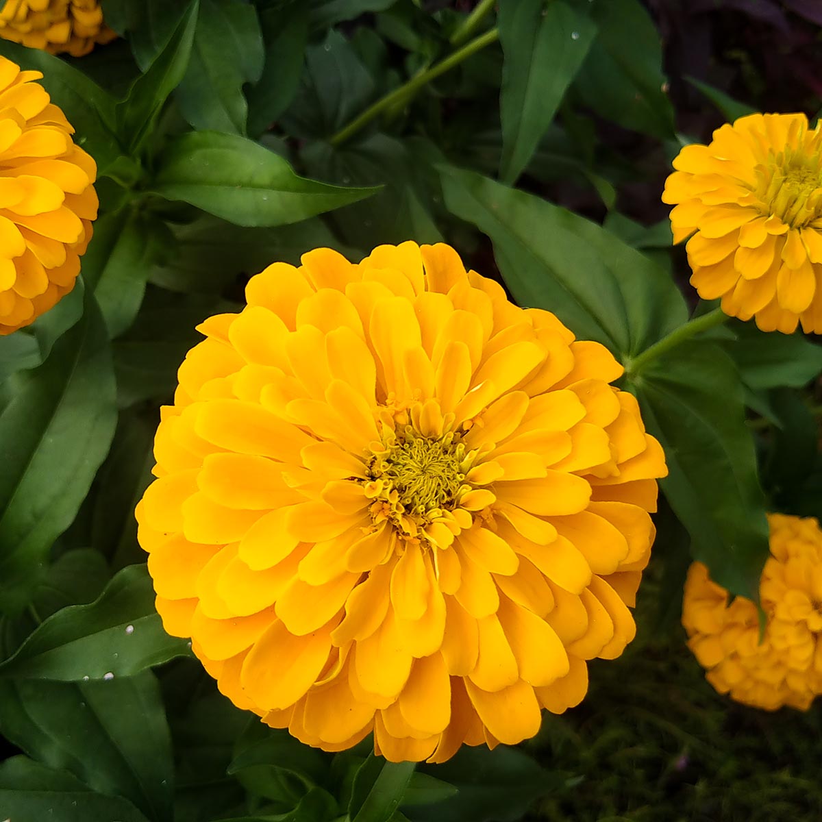 Zinnia - Golden Yellow