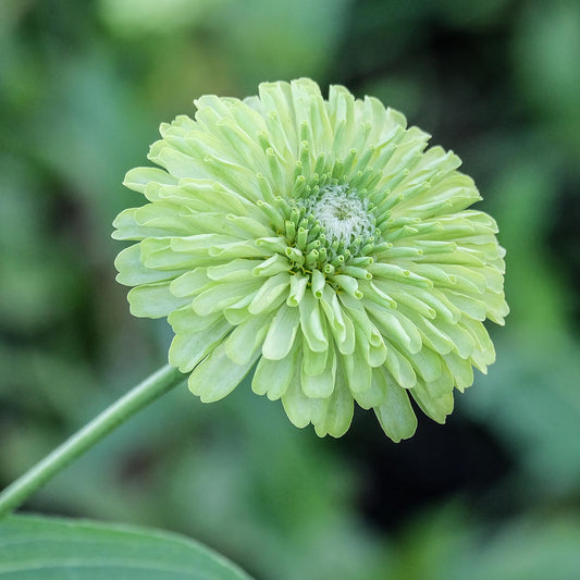 Zinnia - Lime