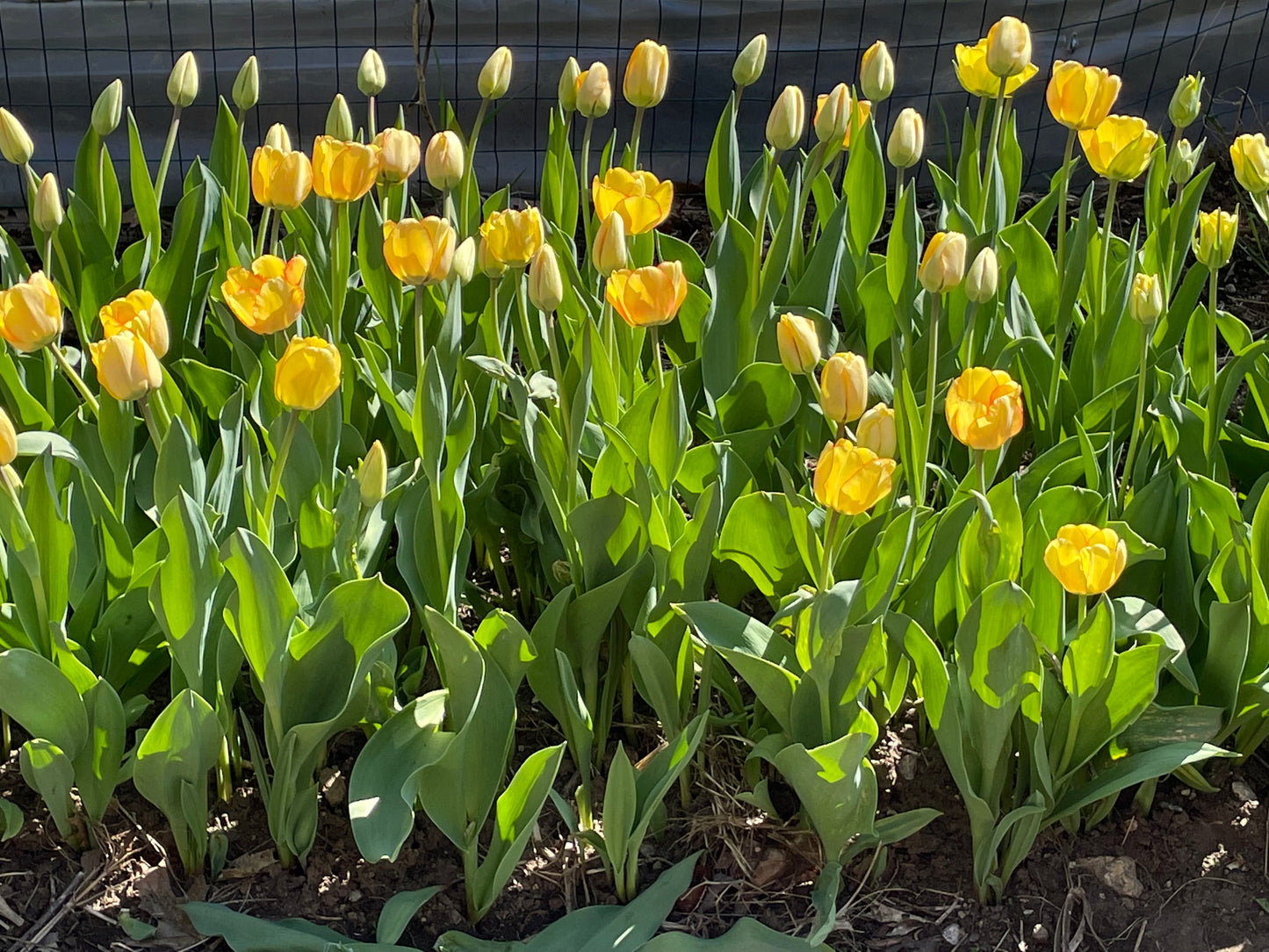 Tulips: Yellow with slight reddish/pinkish tips