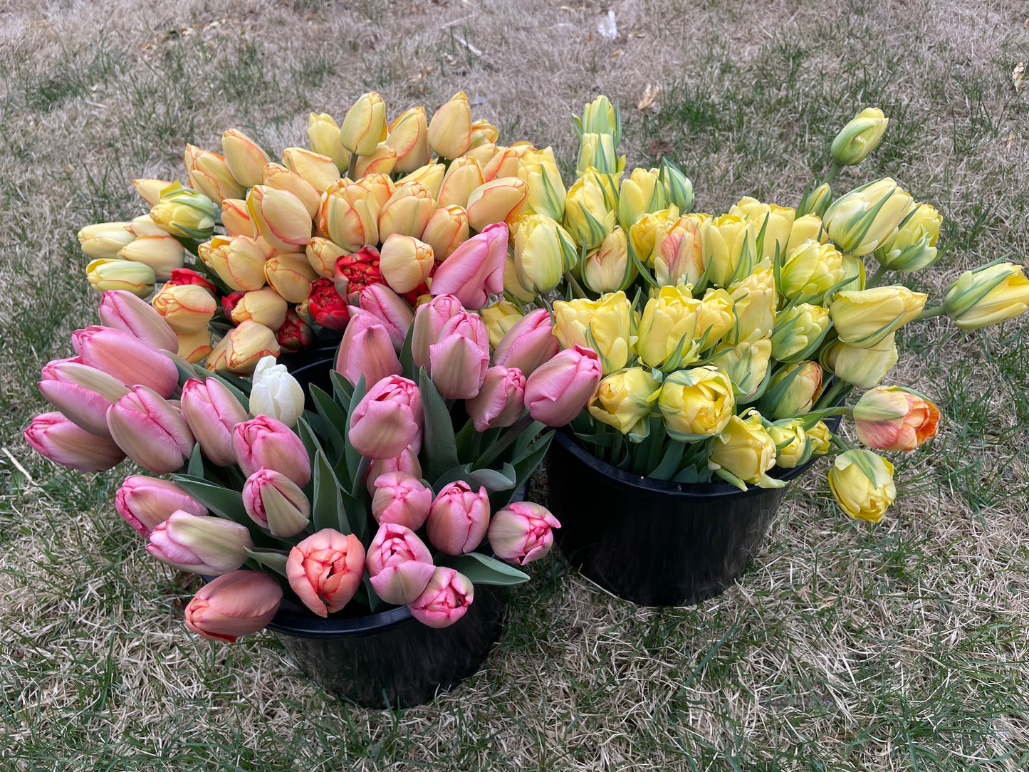 Springtime Mixed Bouquets!