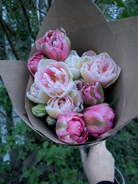 Tulips Aveyron