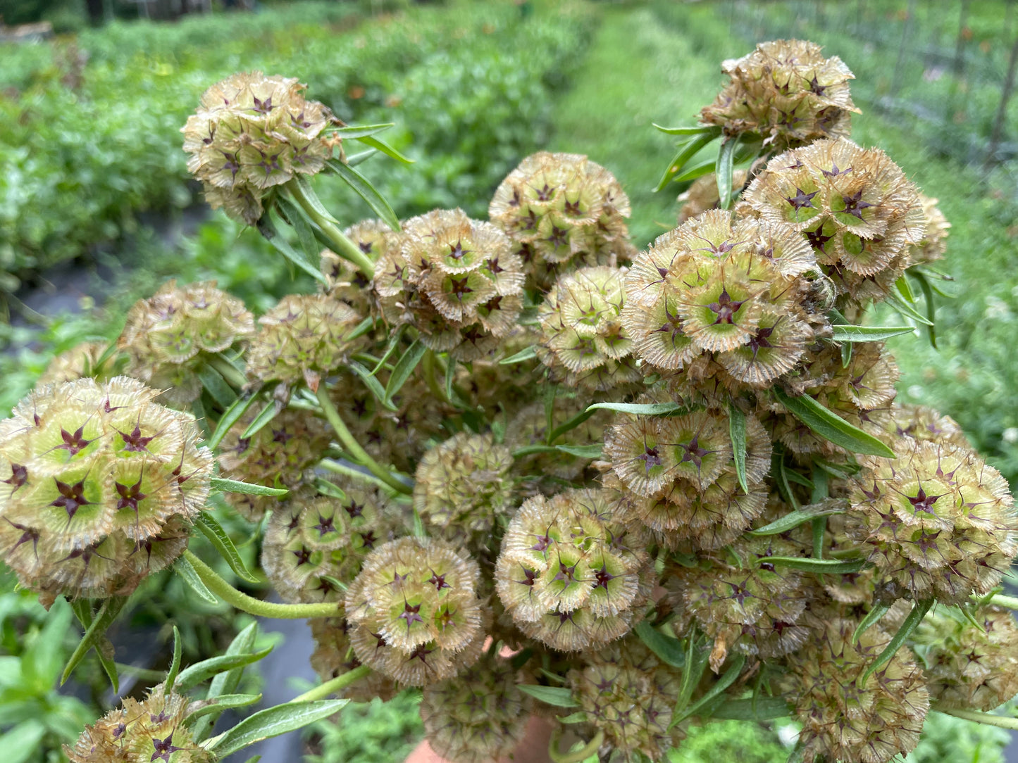 Starflower Pods