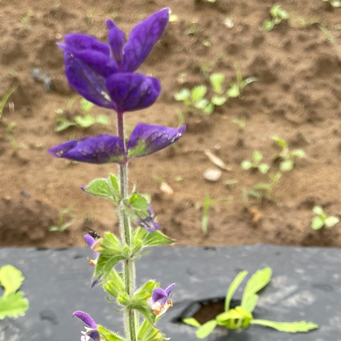 salvia oxford blue