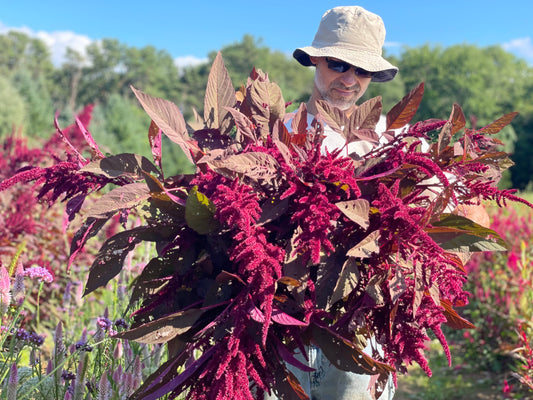 Amaranth - Red Spike