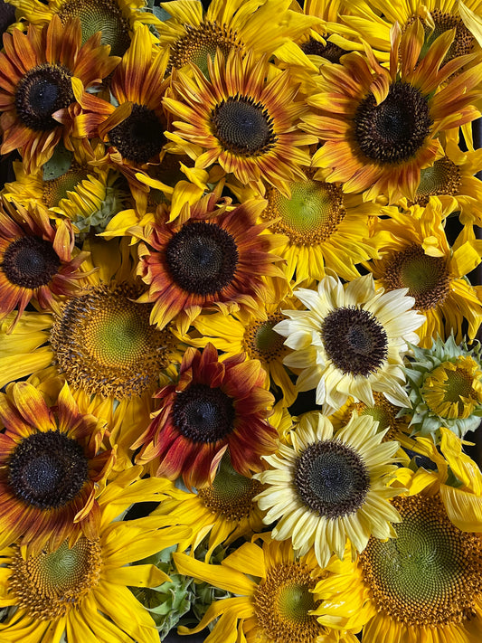 Sunflowers:  sonja, soraya, summer provence, and sunrich varieties