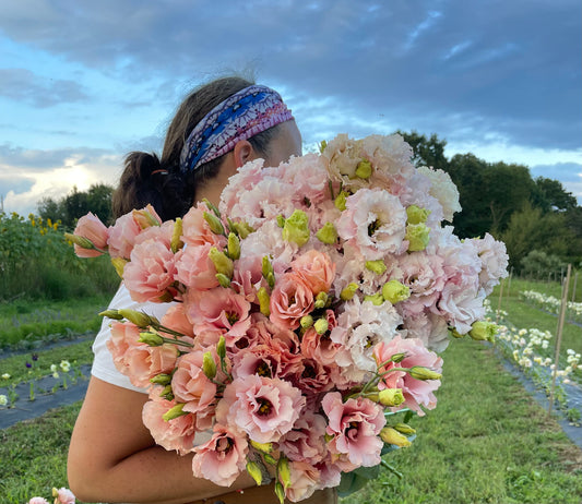 Lisianthus: Pink