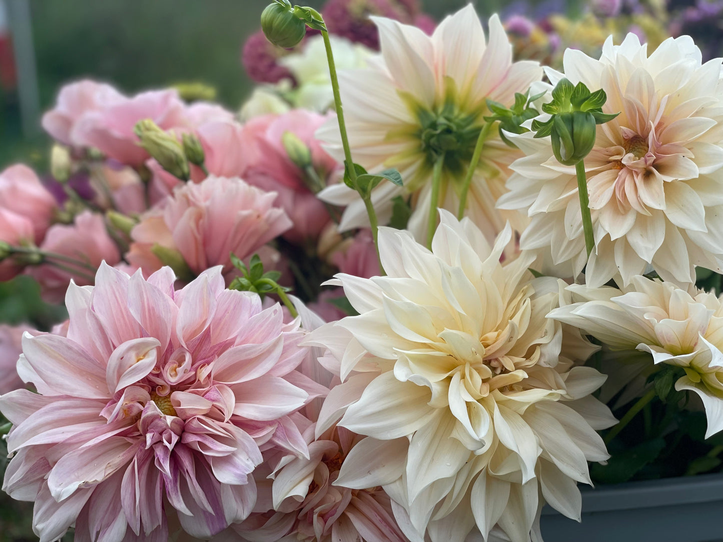 Dahlia Cafe Au Lait