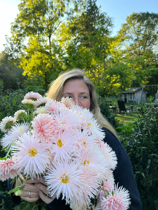 Aster - King Size Apricot