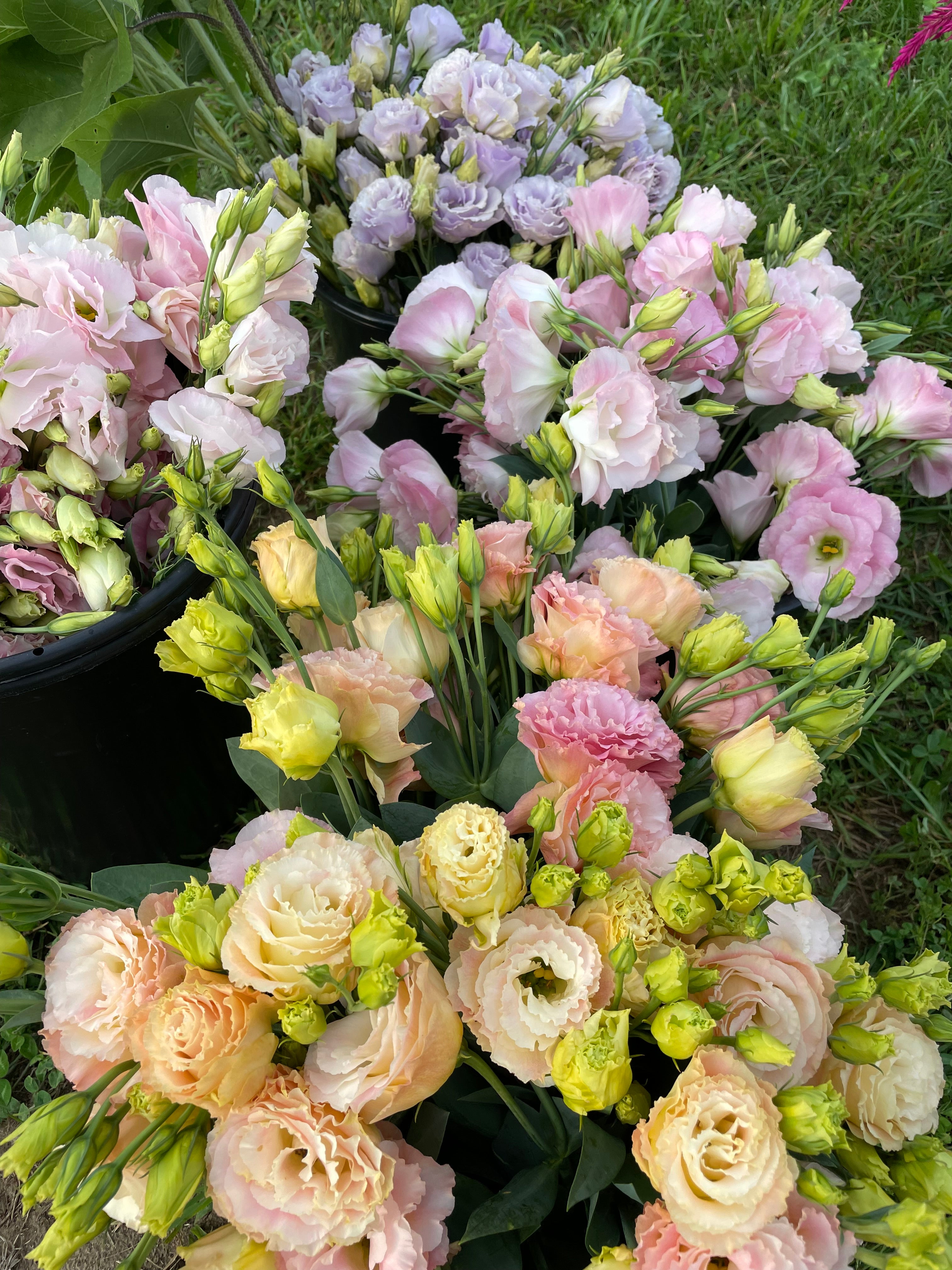 Dahlia Karma Naomi – Cedar Edge Floral