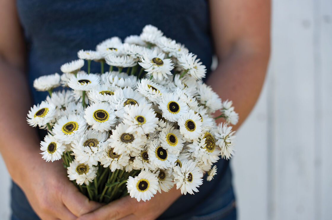 Helipterum: White Paper Daisy