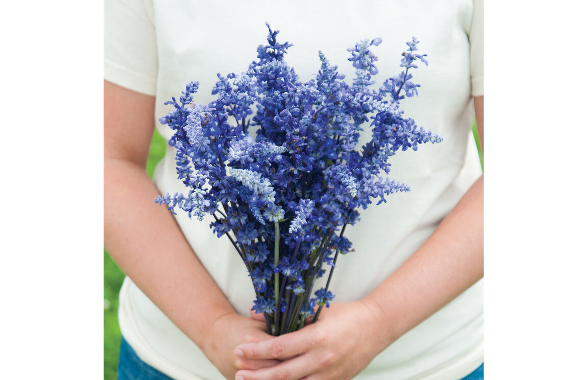 Salvia indigo