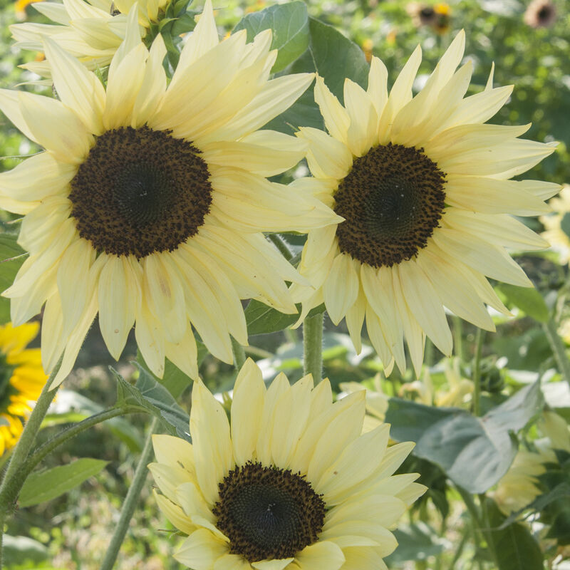 Sunflower Buttercream