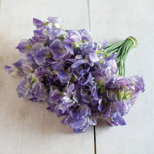 Sweet Pea Blue Ripple