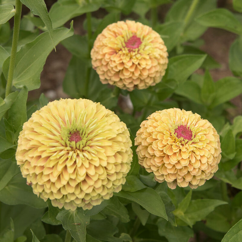 Zinnia Lime Blush