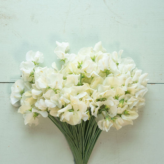 Sweet Pea Spencer Ice Cream