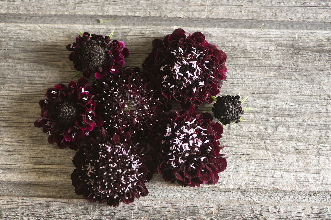 Scabiosa: Black Beauty