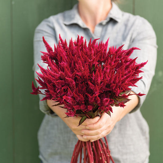 Celosia Red