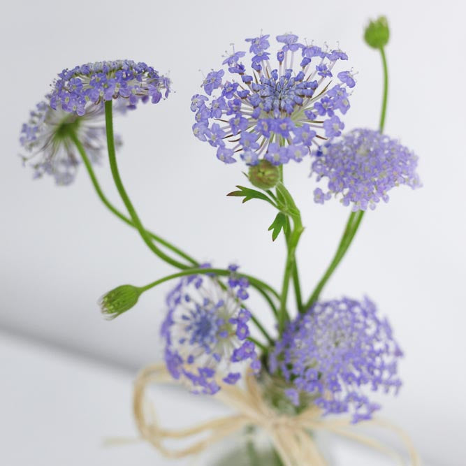 Didiscus Lavender Blue Lace