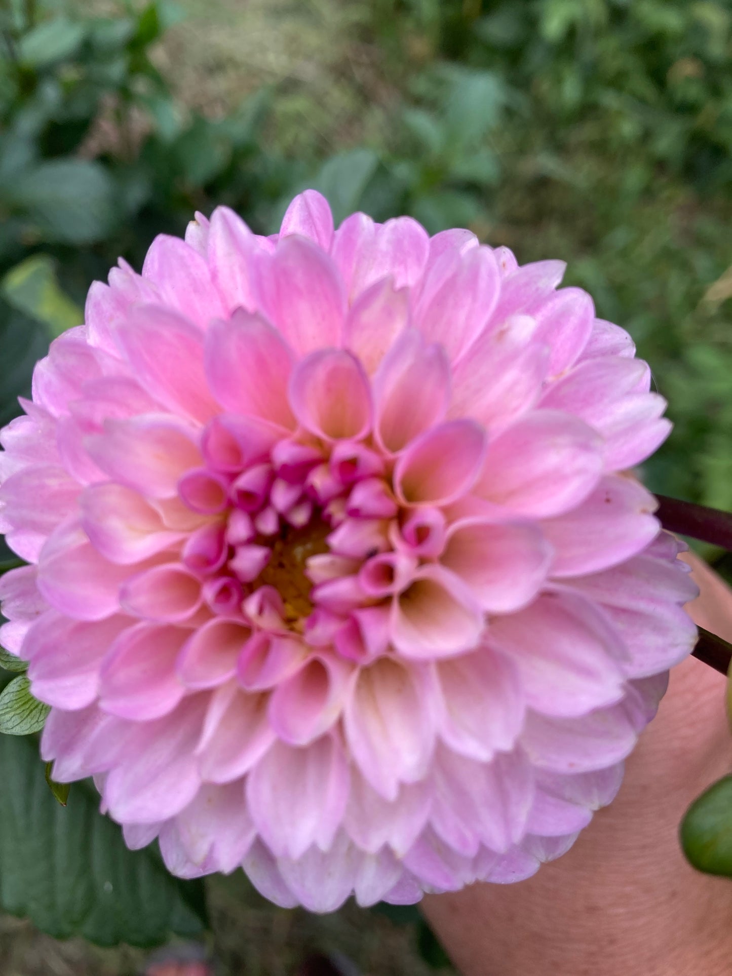 Dahlia mixed pink and blush