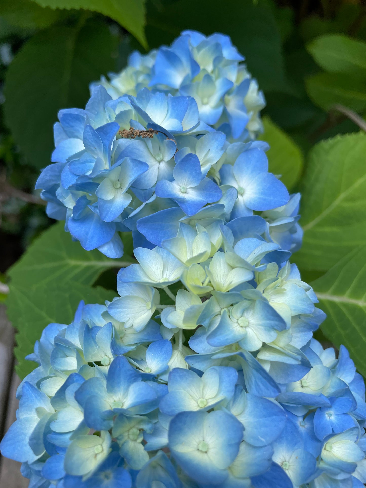 Hydrangea Blue