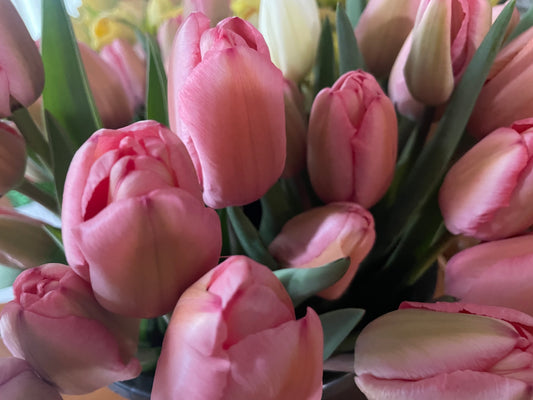 Tulips Pink
