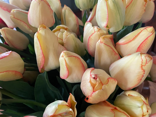 Tulips: Yellow with slight reddish/pinkish tips