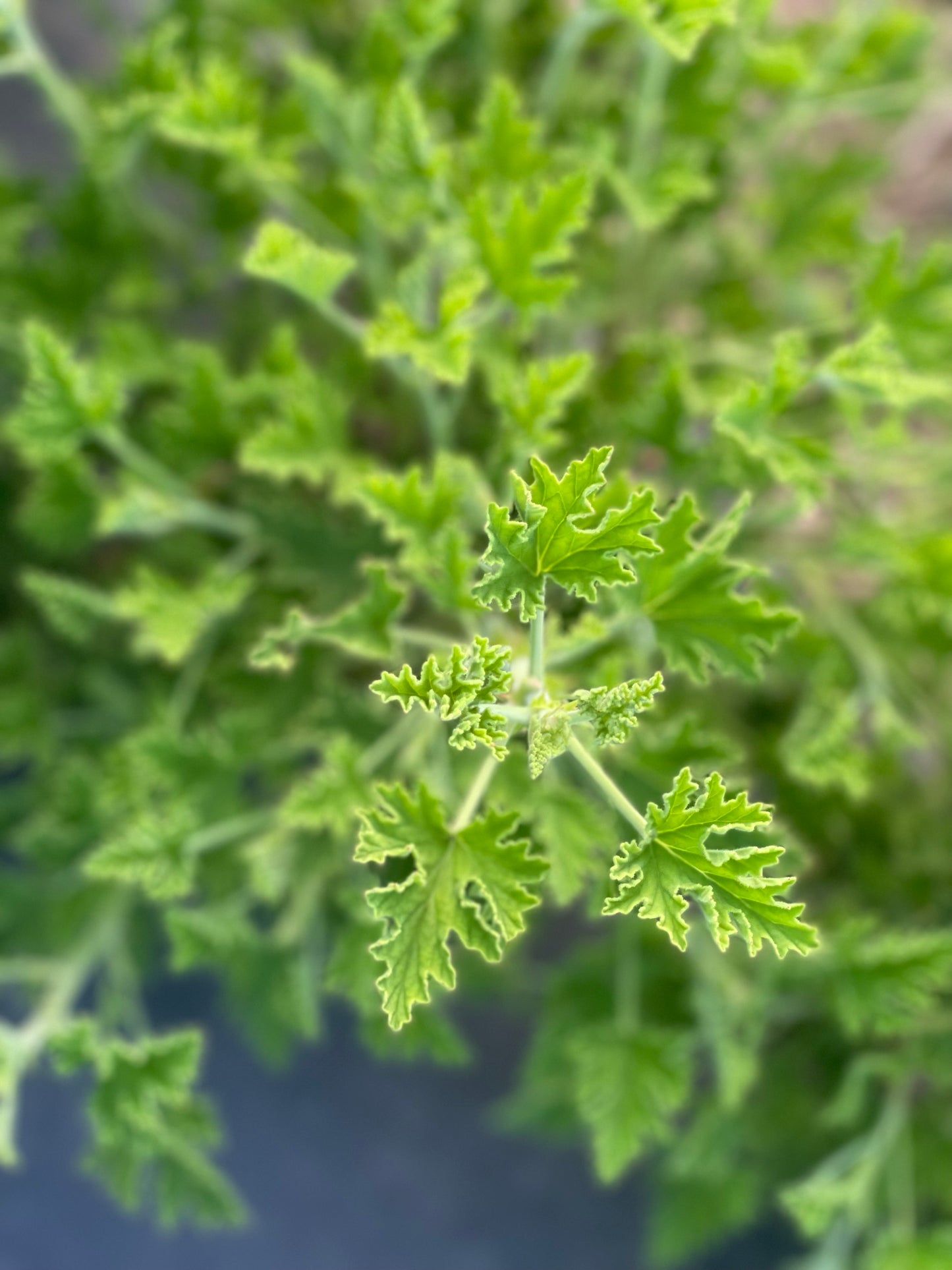 Mimosa Scented Geranium