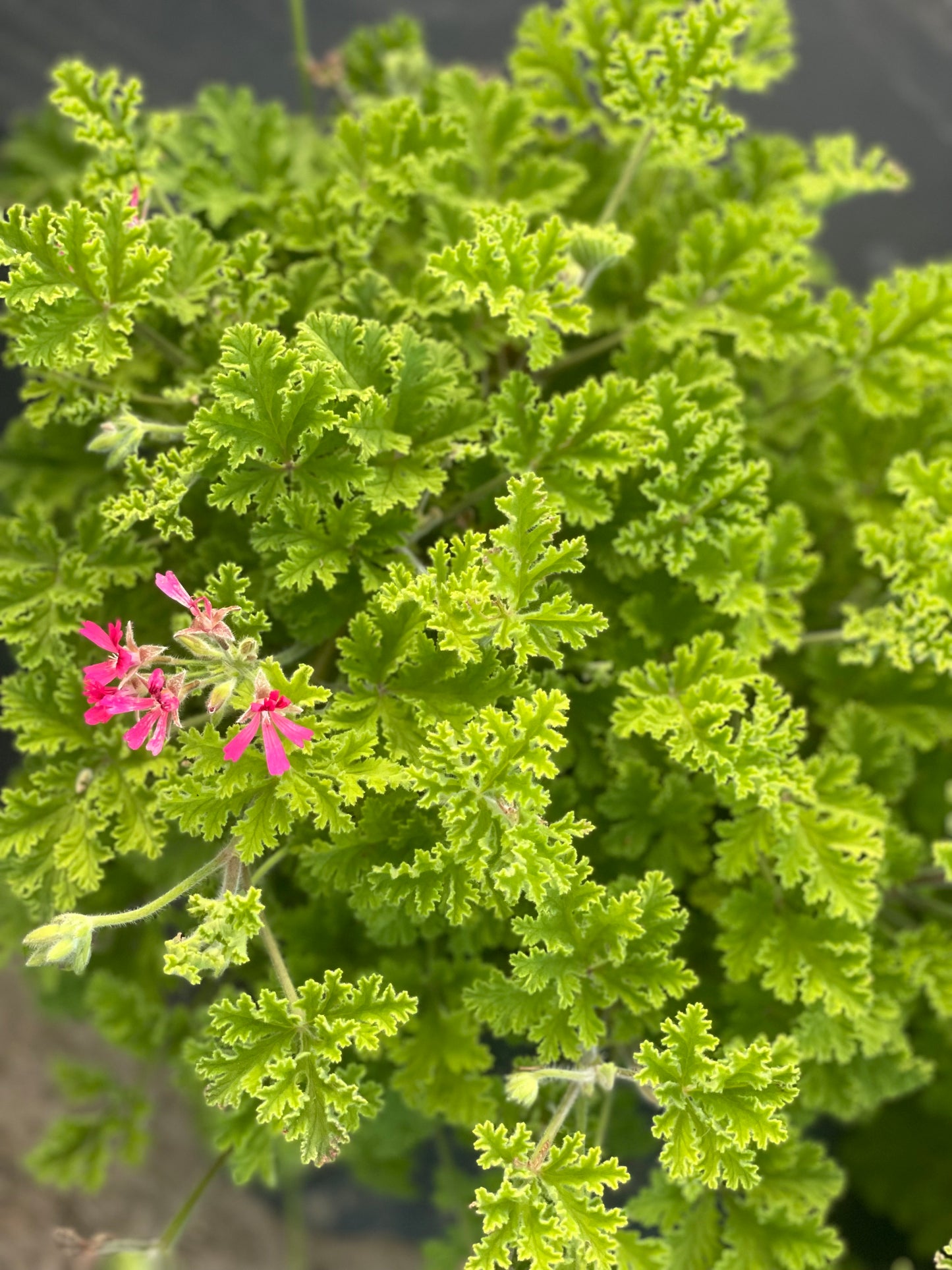 Concolor Scented Geranium