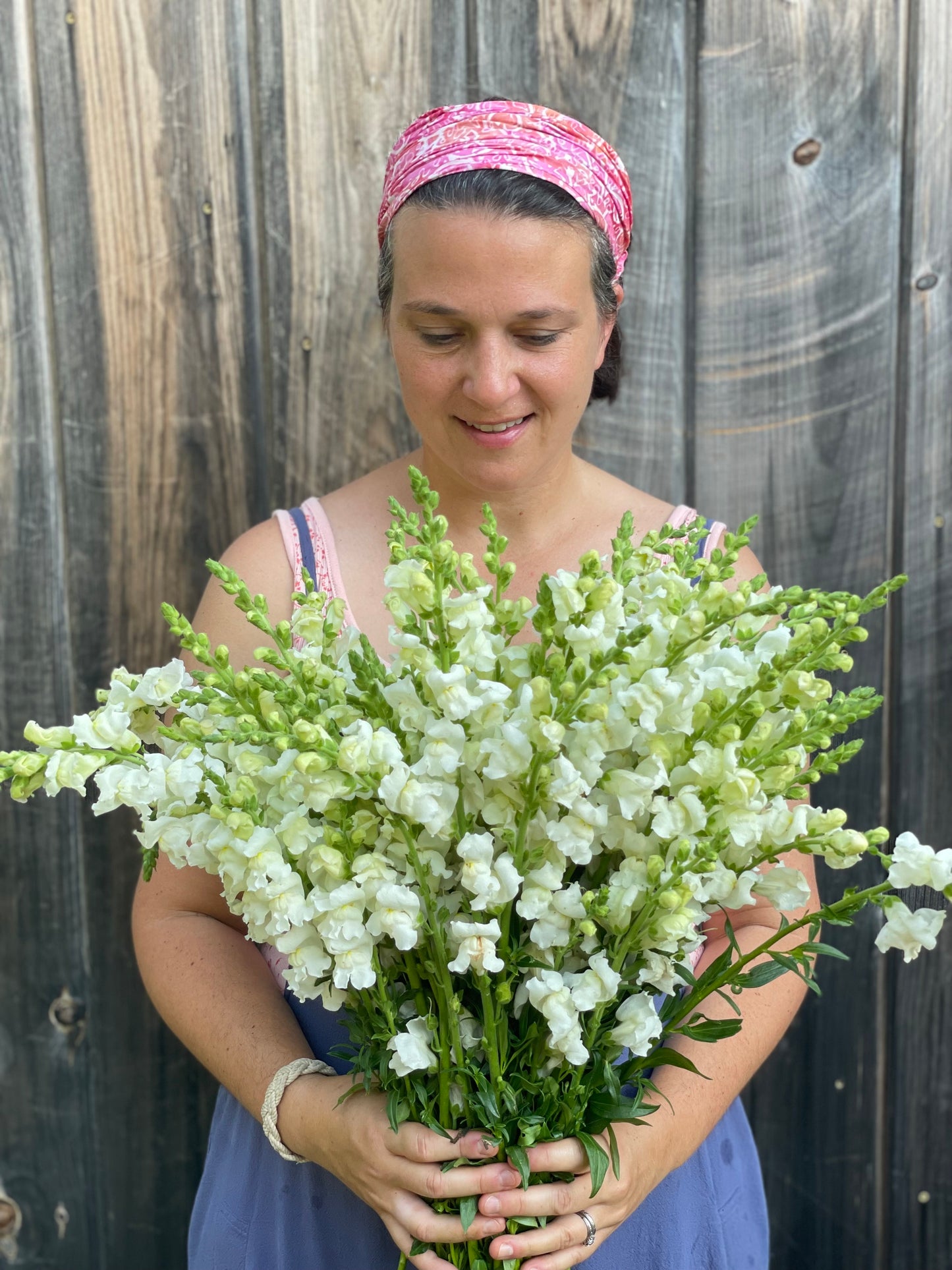 Snapdragons Ivory