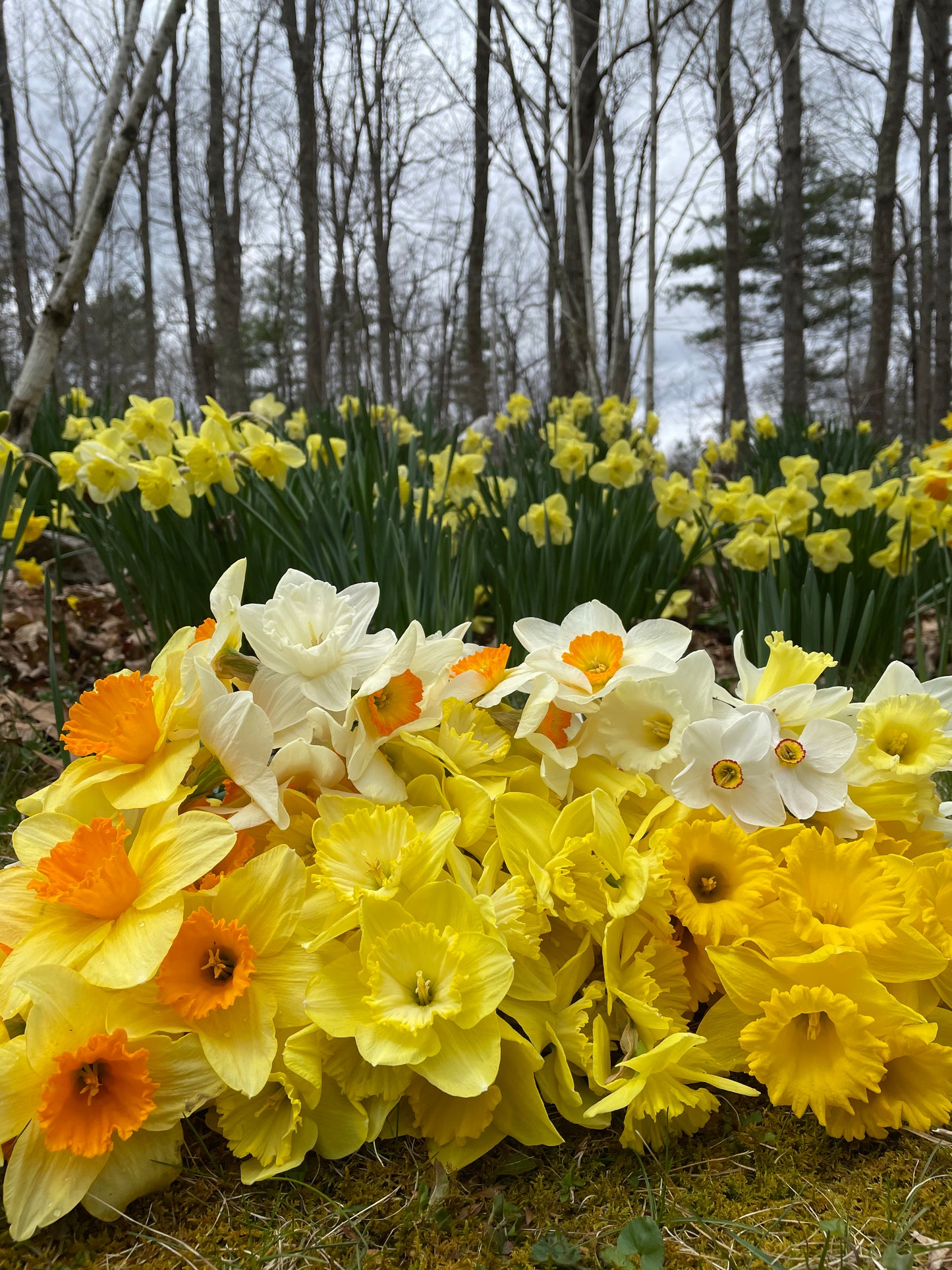 Daffodil: Yellow