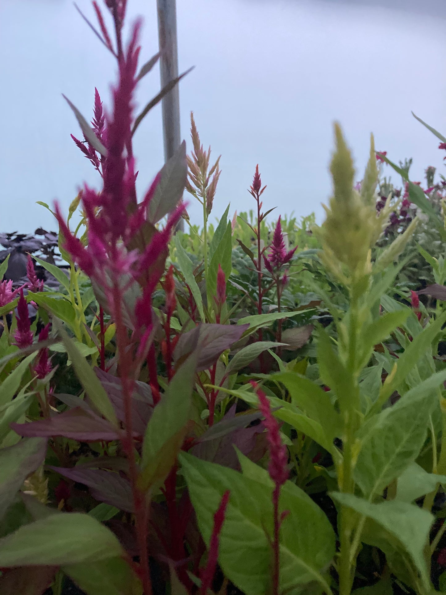 Celosia - Pampus Plume