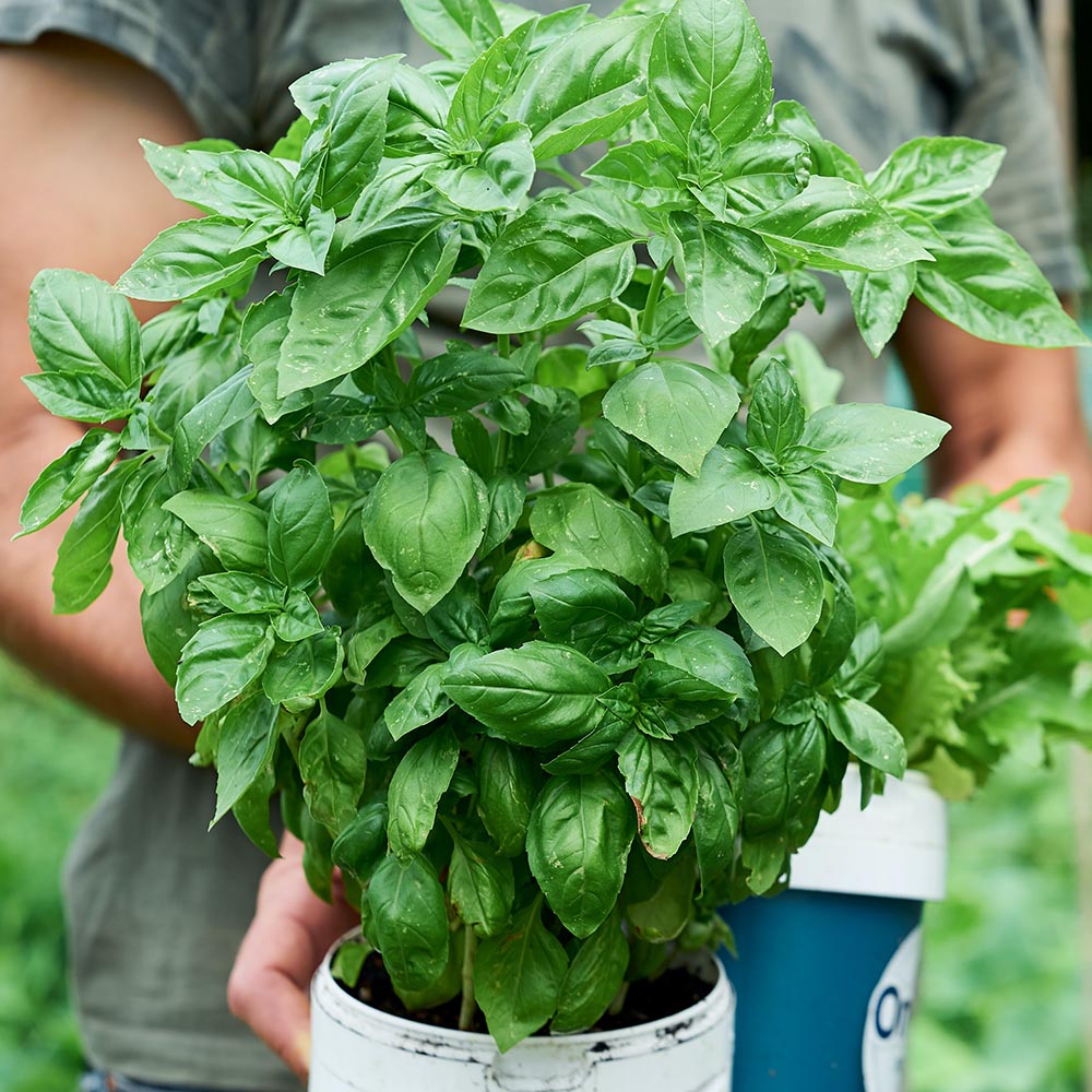 Italian Basil