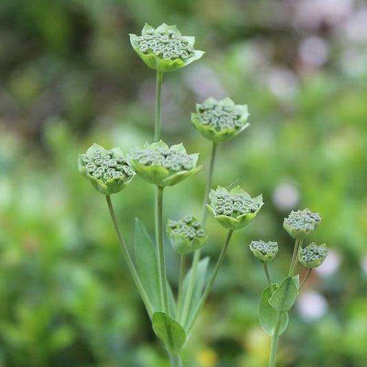 Bupleurum Green Gold