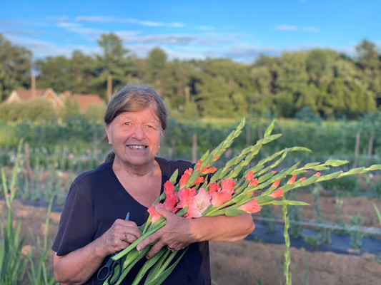 Pink Summer Gladiolus