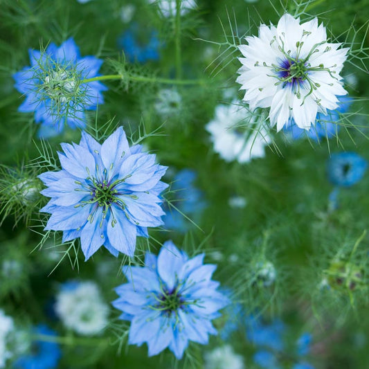Love in the Mist: Nigella