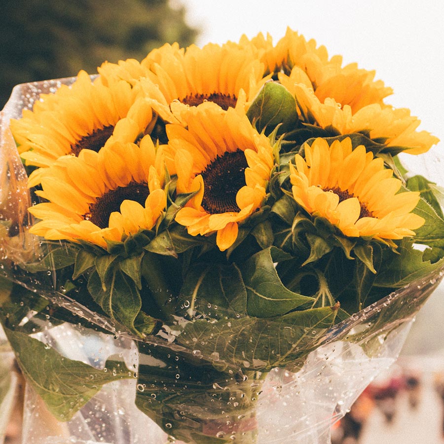 Sunflowers:  sonja, soraya, summer provence, and sunrich varieties